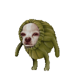 Chiwi-400x400.gif