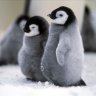 Redlucario456